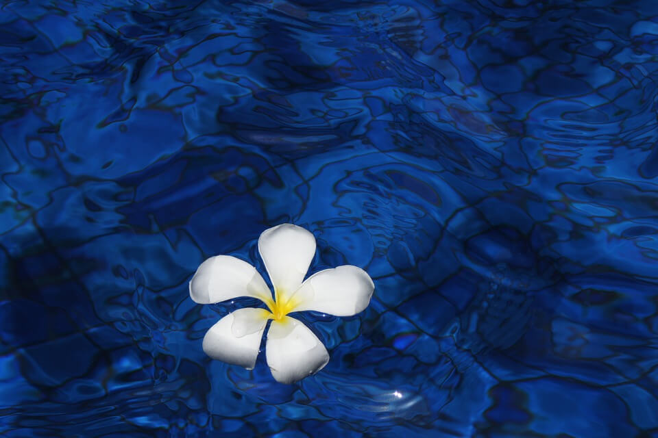 flower-water（水）